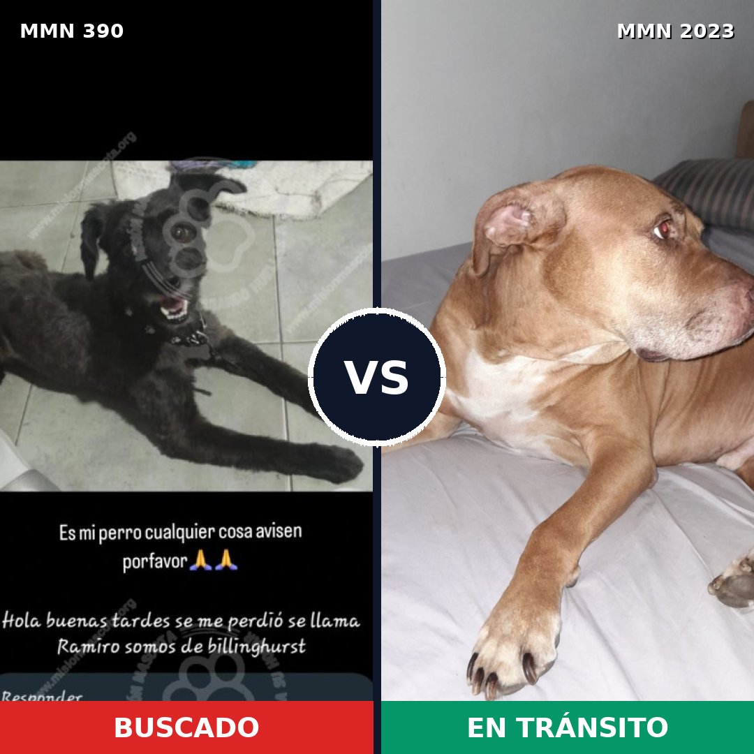Comparativa MMS 51163: mascota perdida y mascota encontrada, 41% de similitud