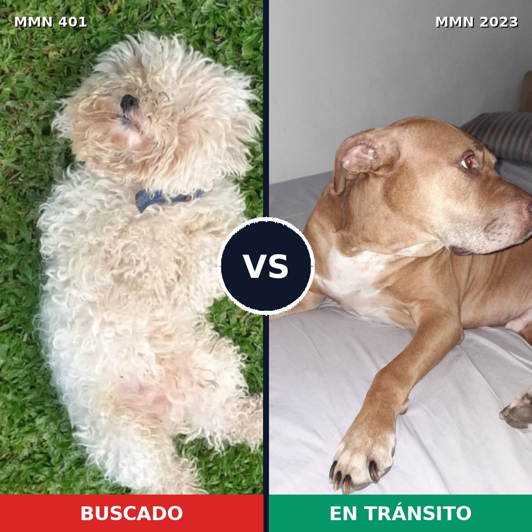 Comparativa MMS 51164: mascota perdida y mascota encontrada, 24% de similitud