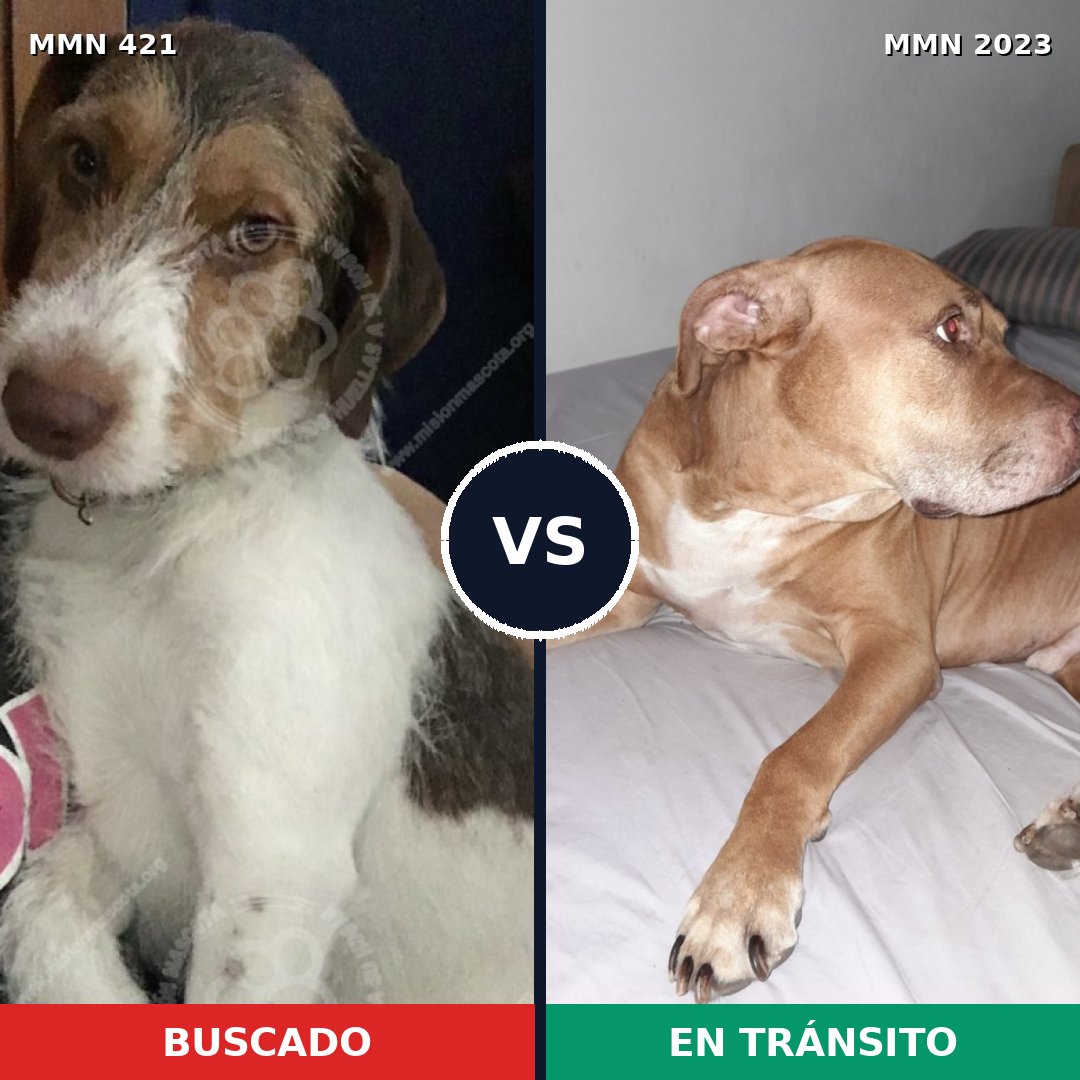 Comparativa MMS 51165: mascota perdida y mascota encontrada, 39% de similitud