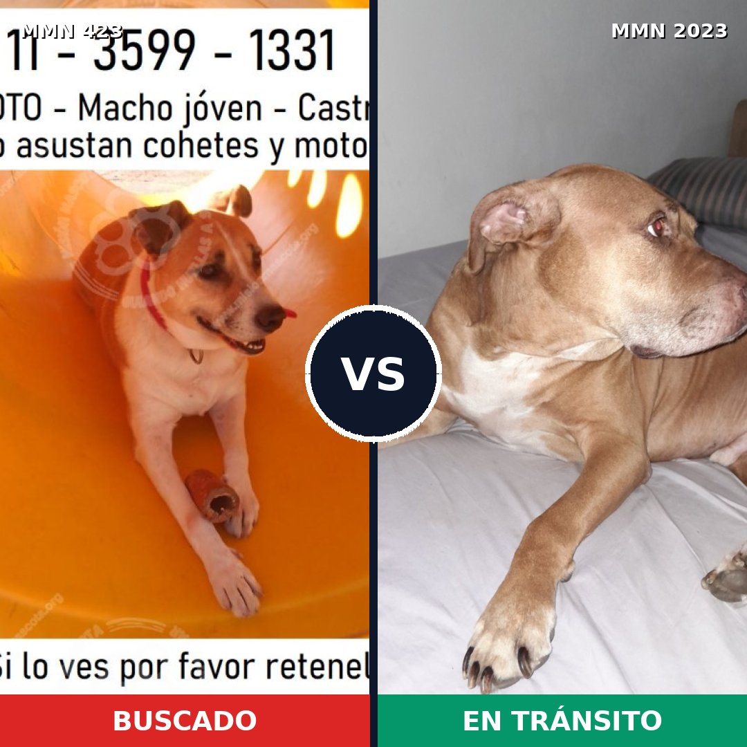 Comparativa MMS 51166: mascota perdida y mascota encontrada, 46% de similitud
