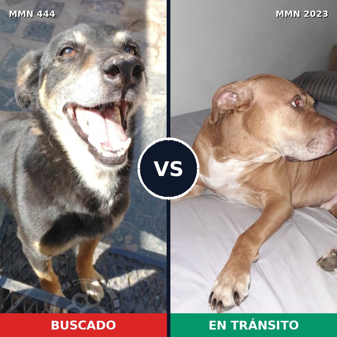 Comparativa MMS 51168: mascota perdida y mascota encontrada, 48% de similitud