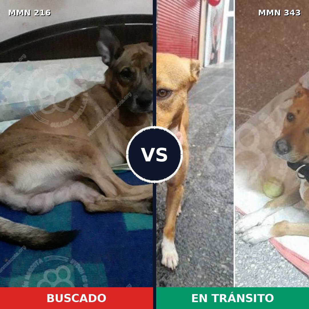 Comparativa MMS 5117: mascota perdida y mascota encontrada, 57% de similitud