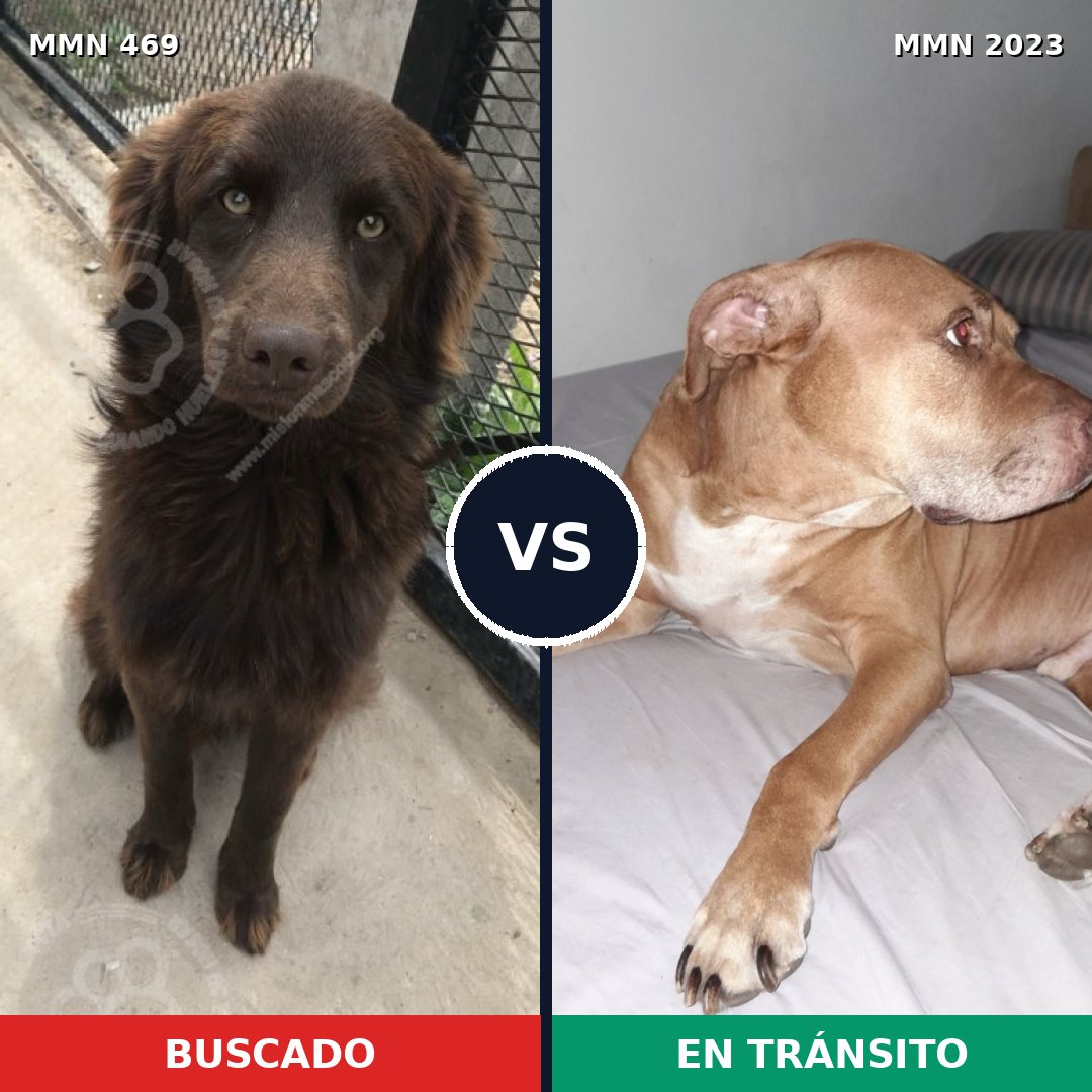 Comparativa MMS 51170: mascota perdida y mascota encontrada, 32% de similitud