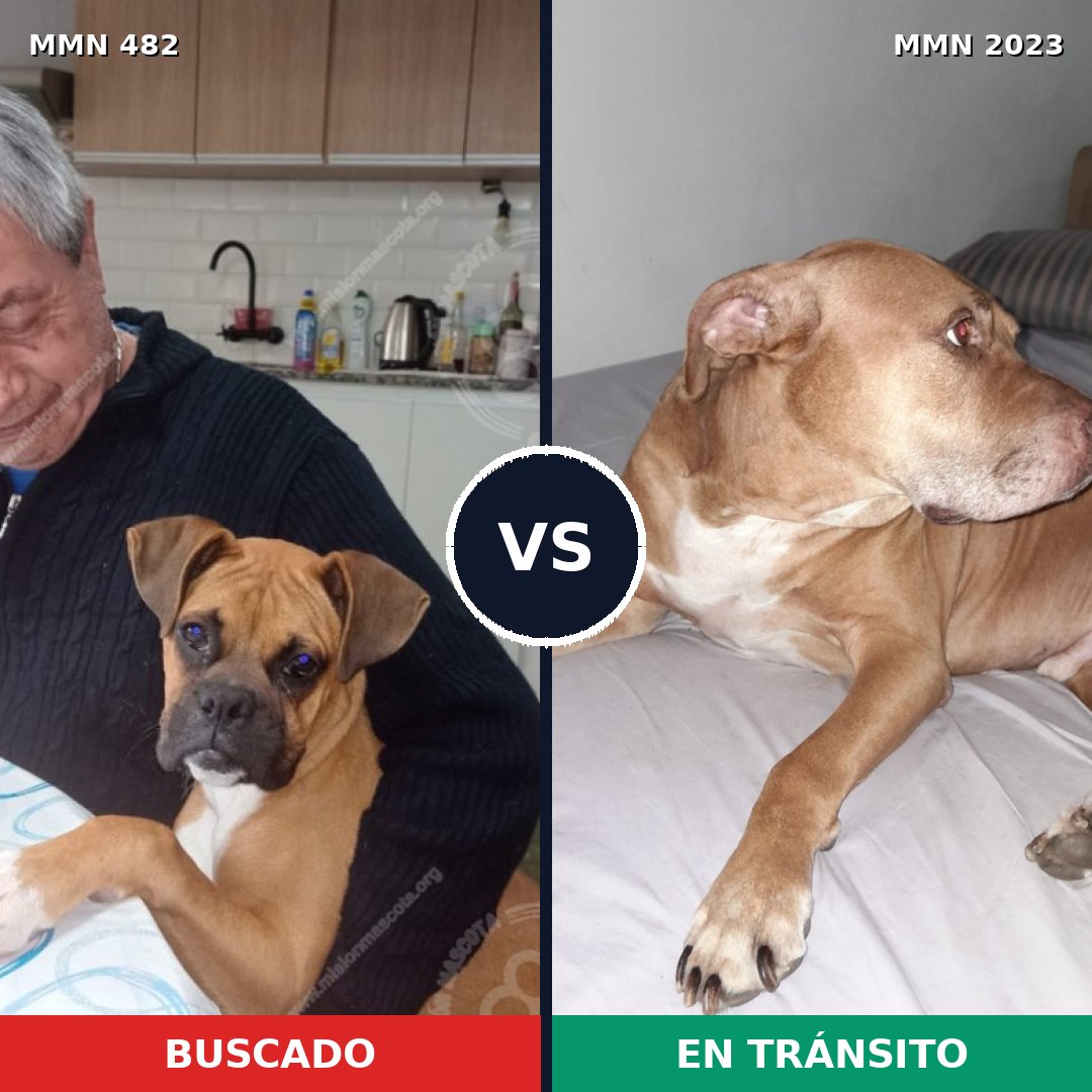 Comparativa MMS 51172: mascota perdida y mascota encontrada, 62% de similitud