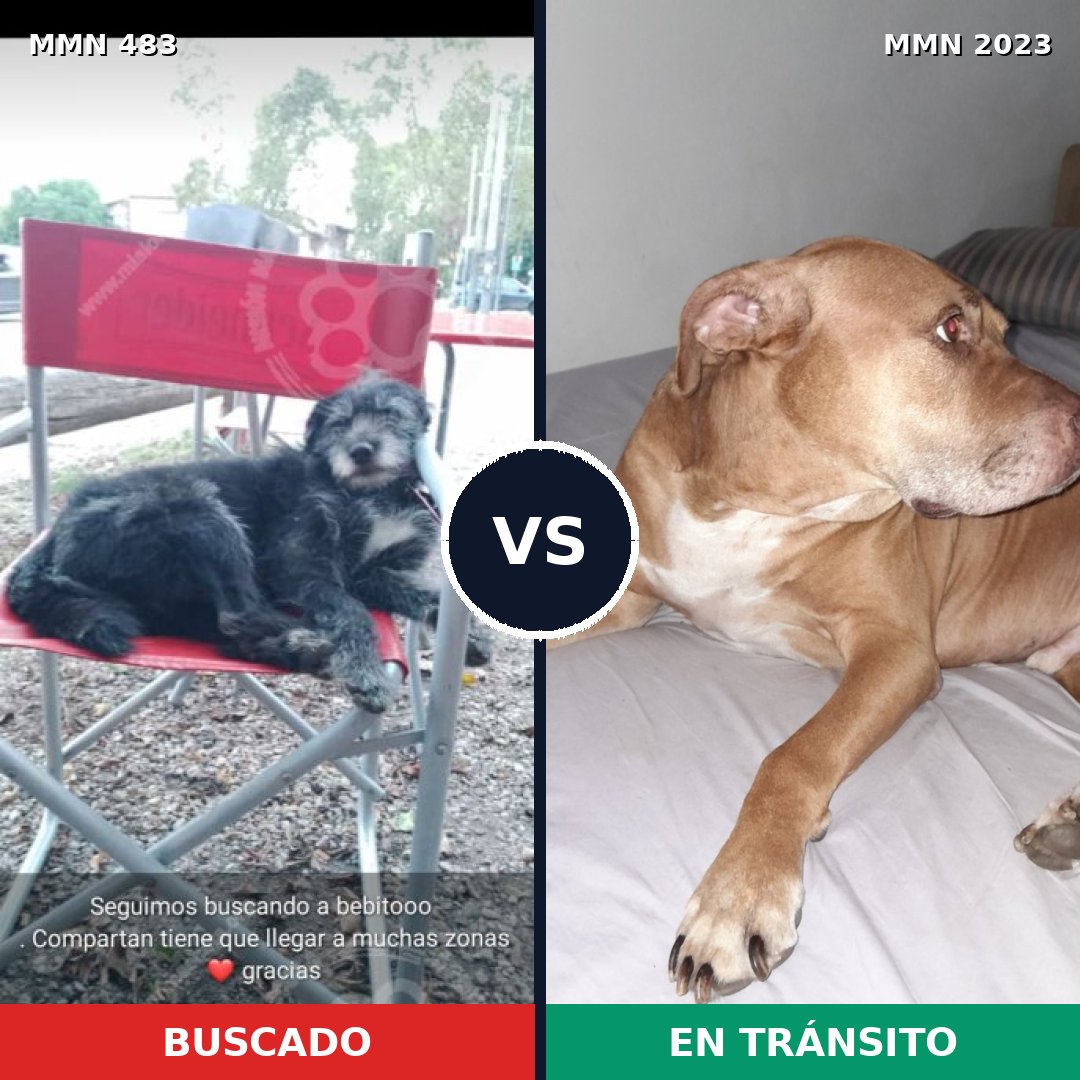 Comparativa MMS 51173: mascota perdida y mascota encontrada, 39% de similitud