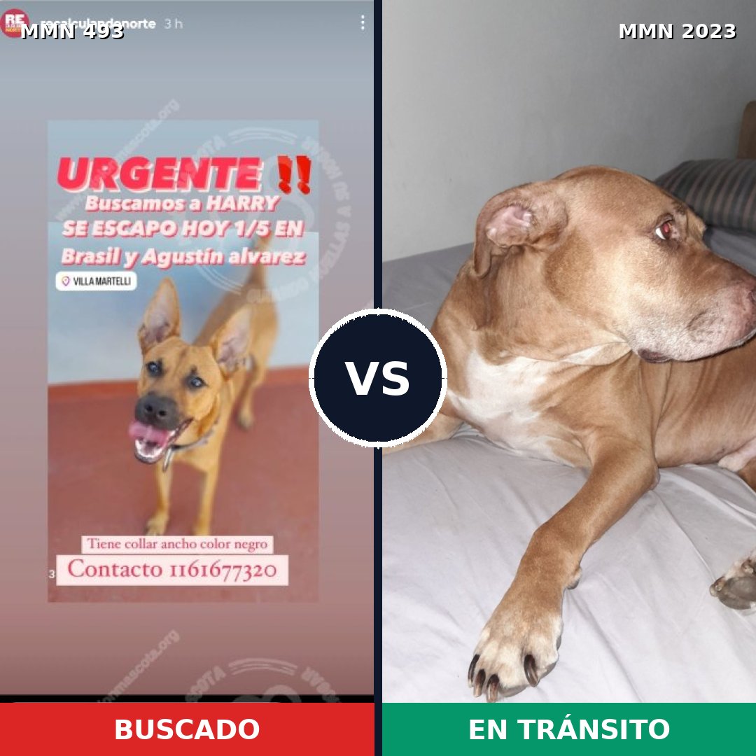 Comparativa MMS 51174: mascota perdida y mascota encontrada, 44% de similitud