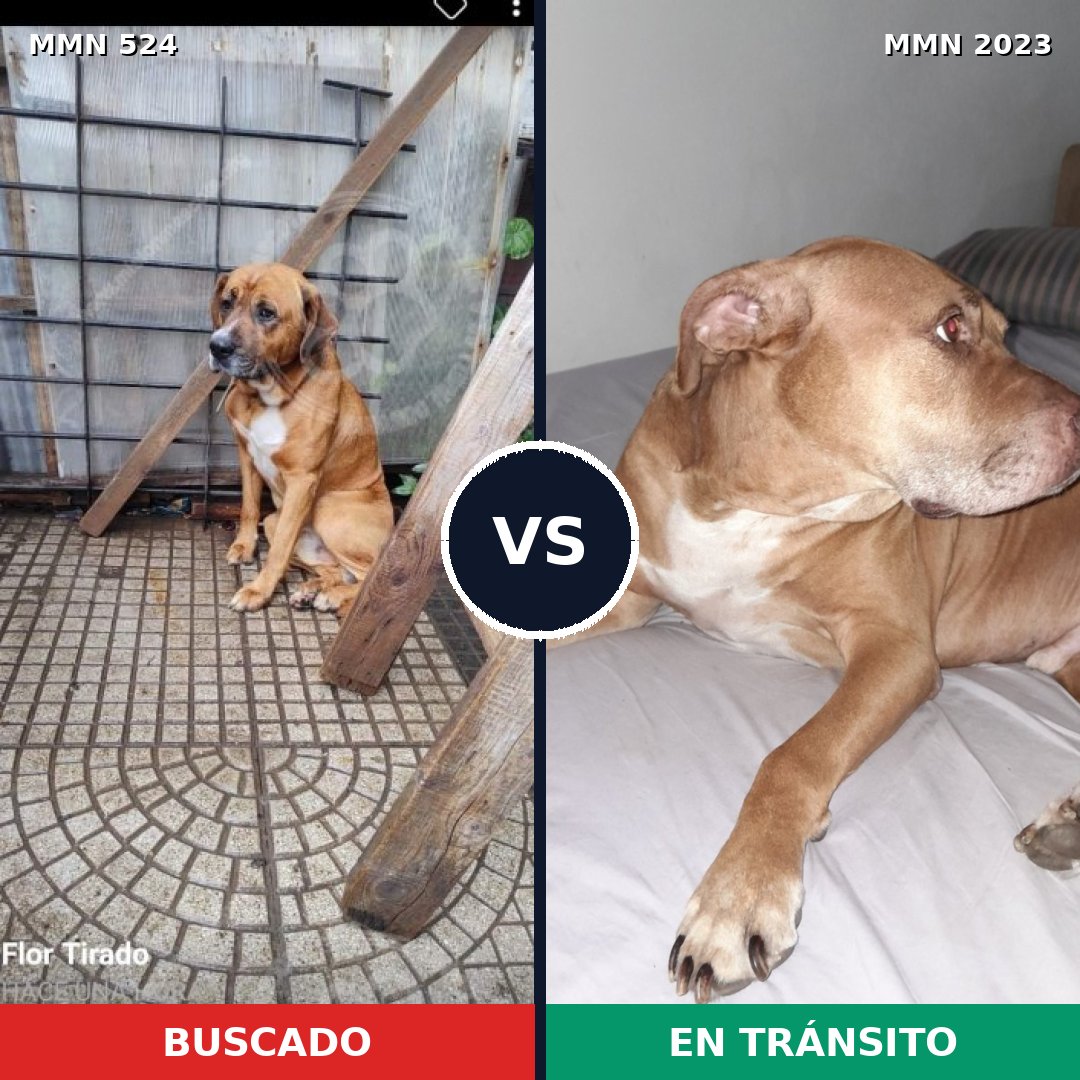 Comparativa MMS 51175: mascota perdida y mascota encontrada, 51% de similitud