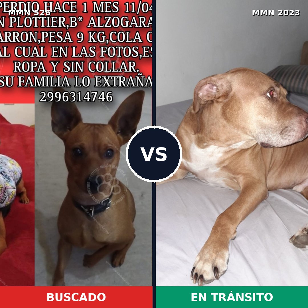 Comparativa MMS 51176: mascota perdida y mascota encontrada, 21% de similitud
