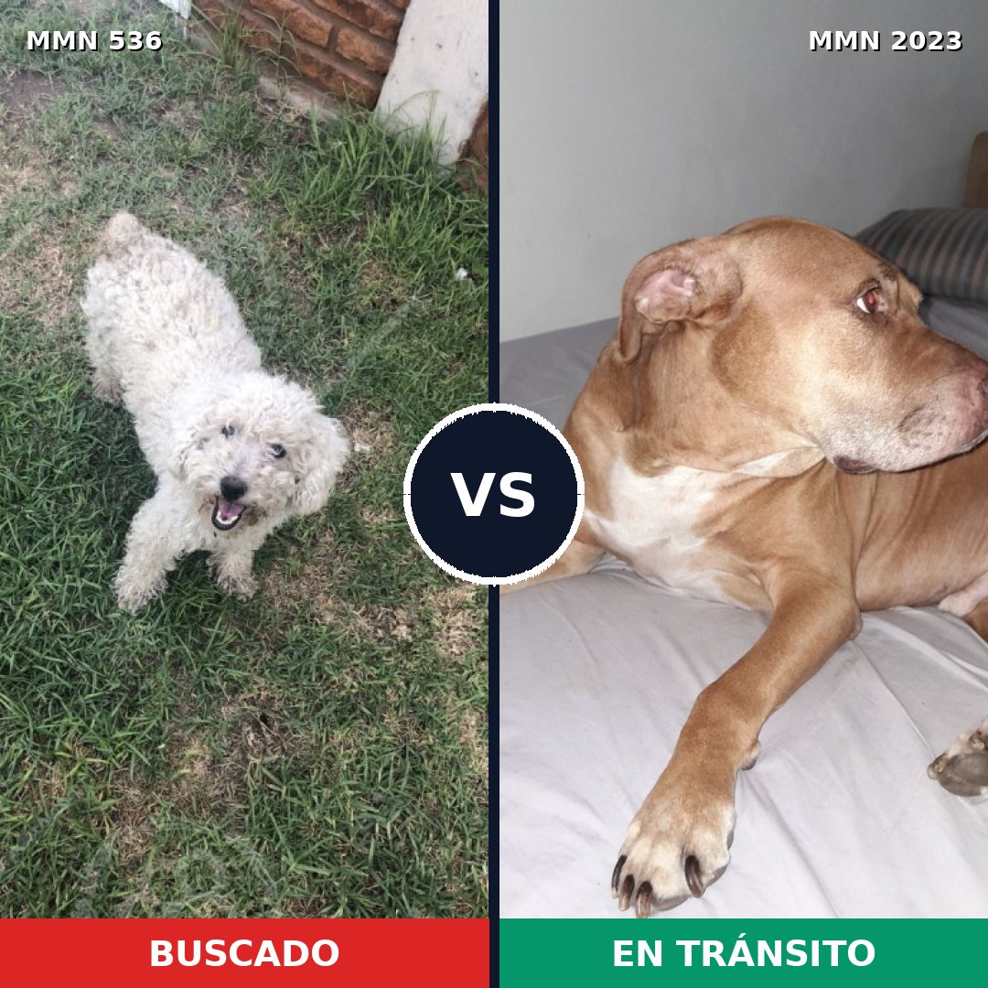 Comparativa MMS 51177: mascota perdida y mascota encontrada, 31% de similitud