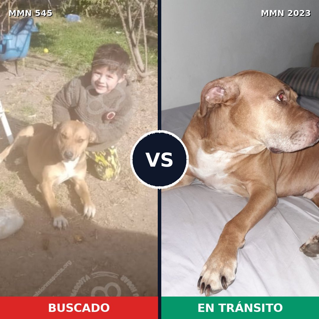 Comparativa MMS 51178: mascota perdida y mascota encontrada, 78% de similitud