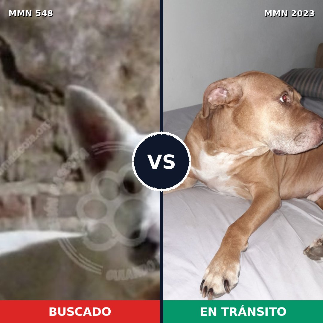 Comparativa MMS 51179: mascota perdida y mascota encontrada, 30% de similitud