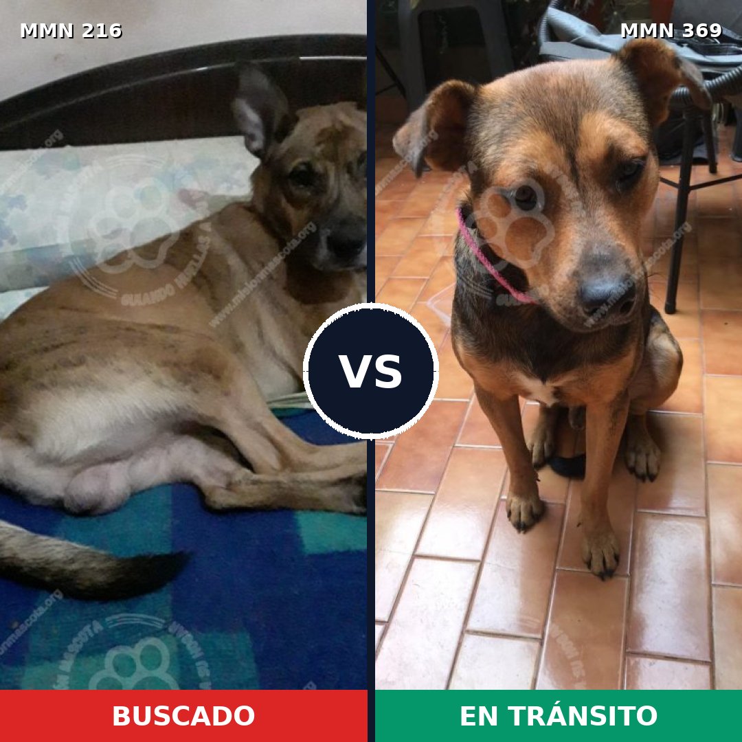 Comparativa MMS 5118: mascota perdida y mascota encontrada, 51% de similitud