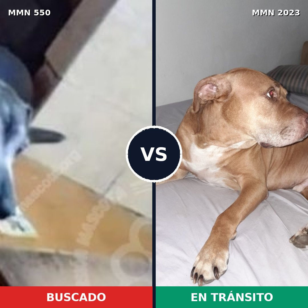 Comparativa MMS 51180: mascota perdida y mascota encontrada, 40% de similitud