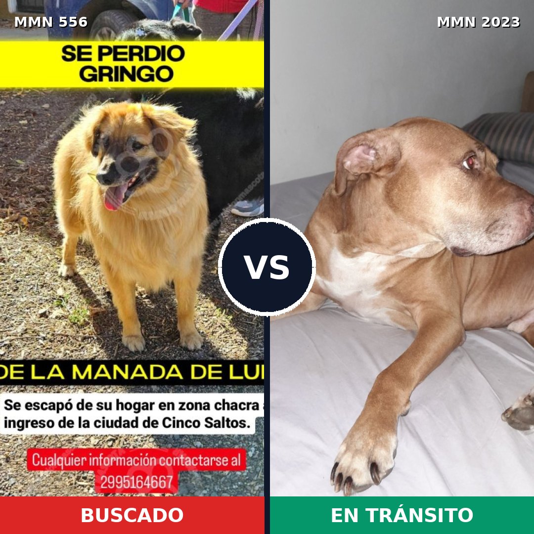 Comparativa MMS 51181: mascota perdida y mascota encontrada, 35% de similitud