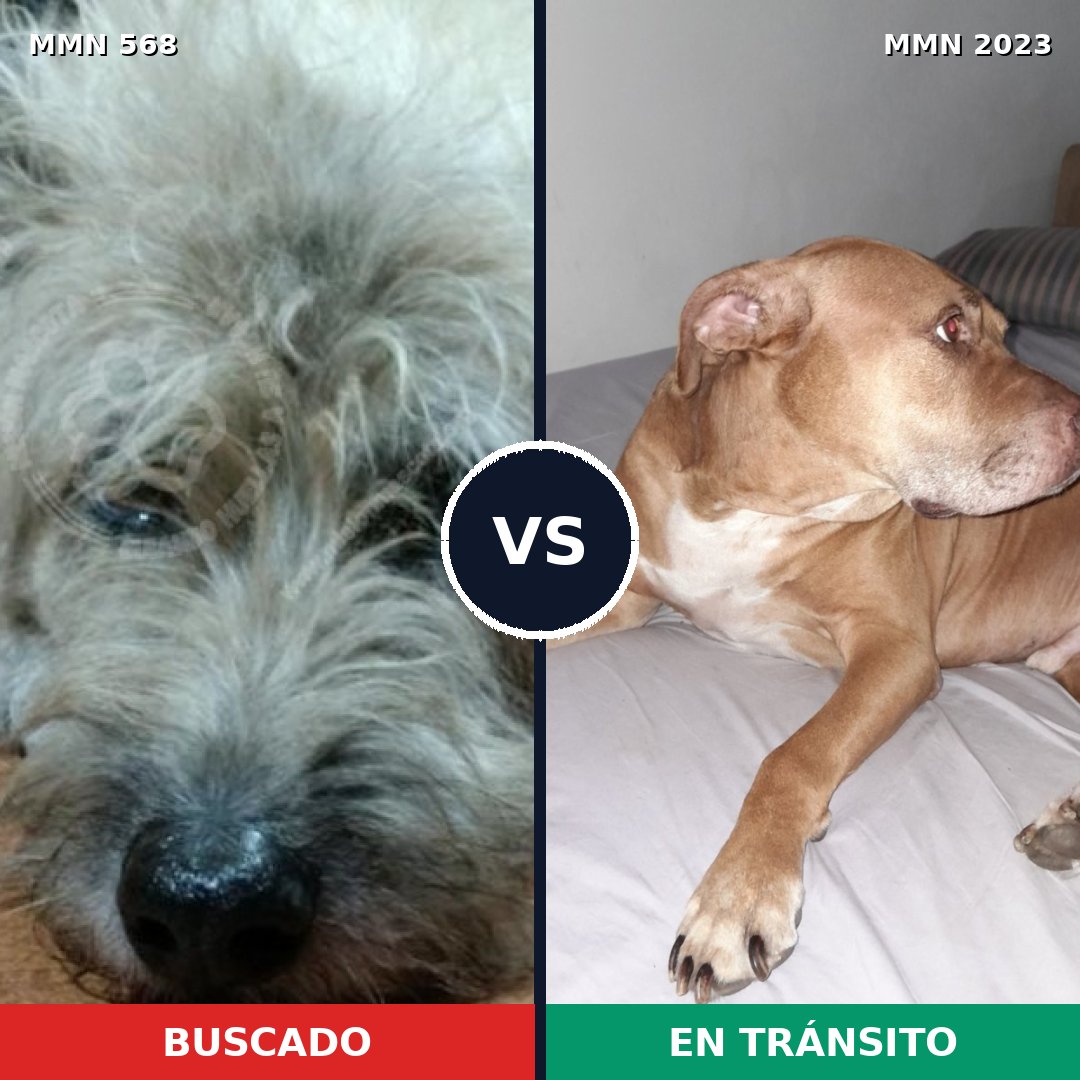 Comparativa MMS 51183: mascota perdida y mascota encontrada, 33% de similitud