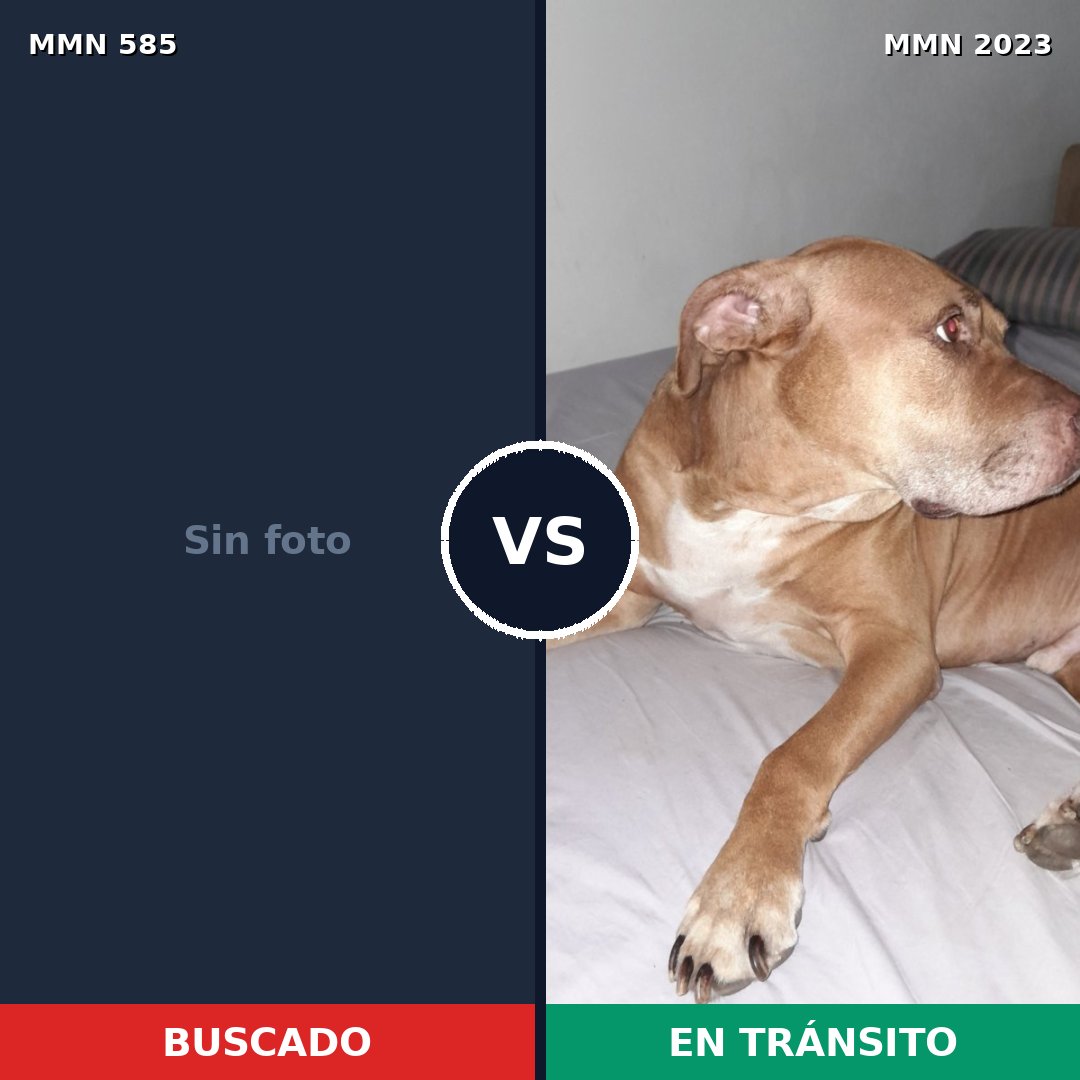 Comparativa MMS 51184: mascota perdida y mascota encontrada, 43% de similitud