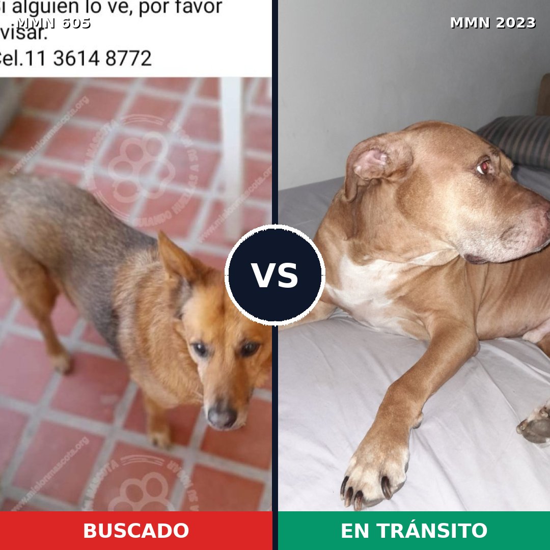 Comparativa MMS 51185: mascota perdida y mascota encontrada, 44% de similitud