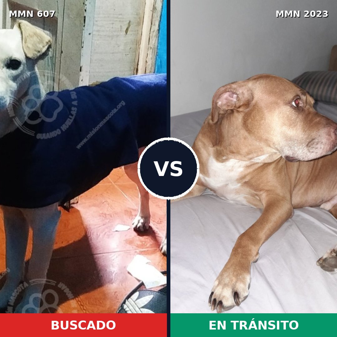 Comparativa MMS 51186: mascota perdida y mascota encontrada, 47% de similitud