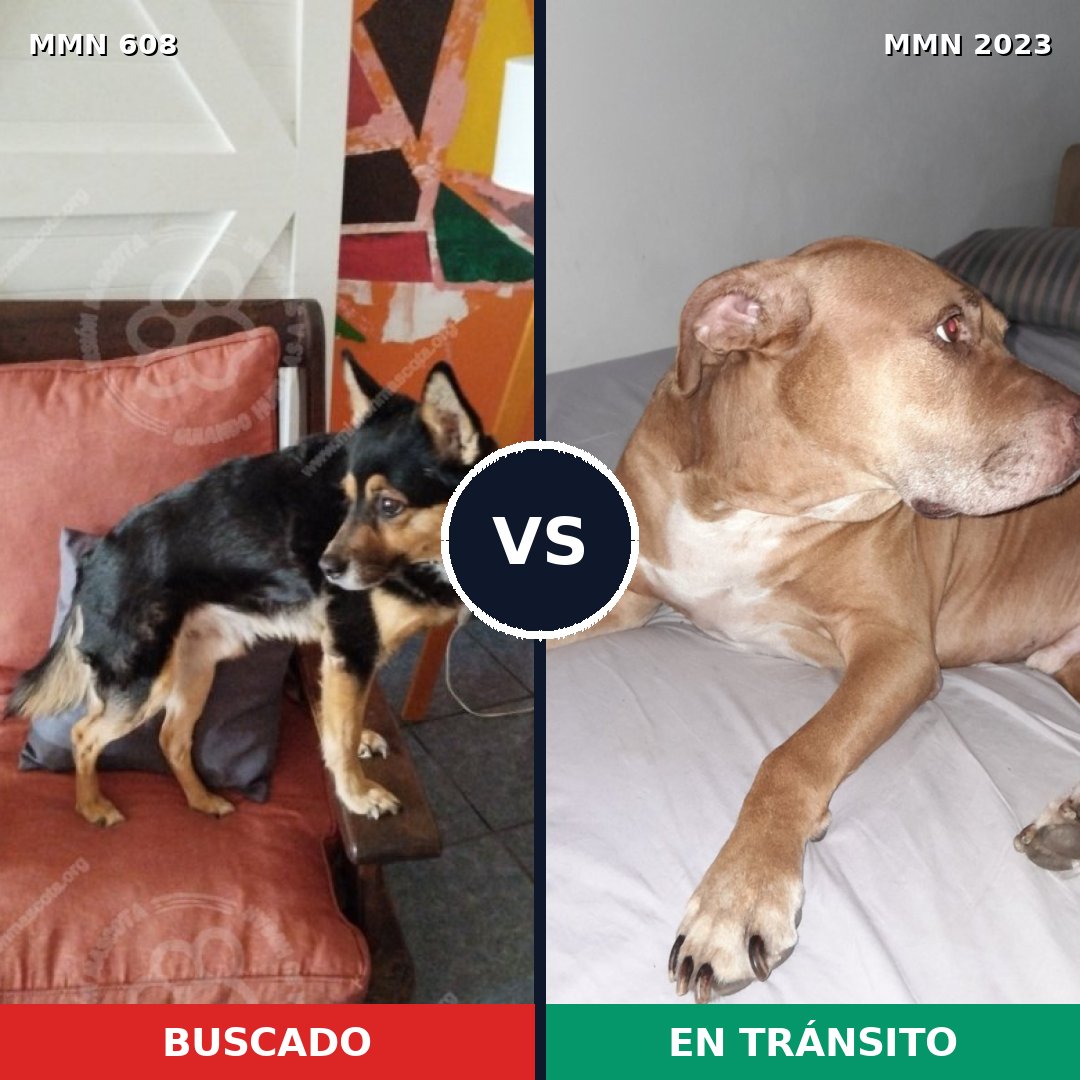 Comparativa MMS 51187: mascota perdida y mascota encontrada, 39% de similitud