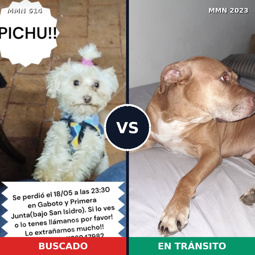 Comparativa MMS 51188: mascota perdida y mascota encontrada, 40% de similitud