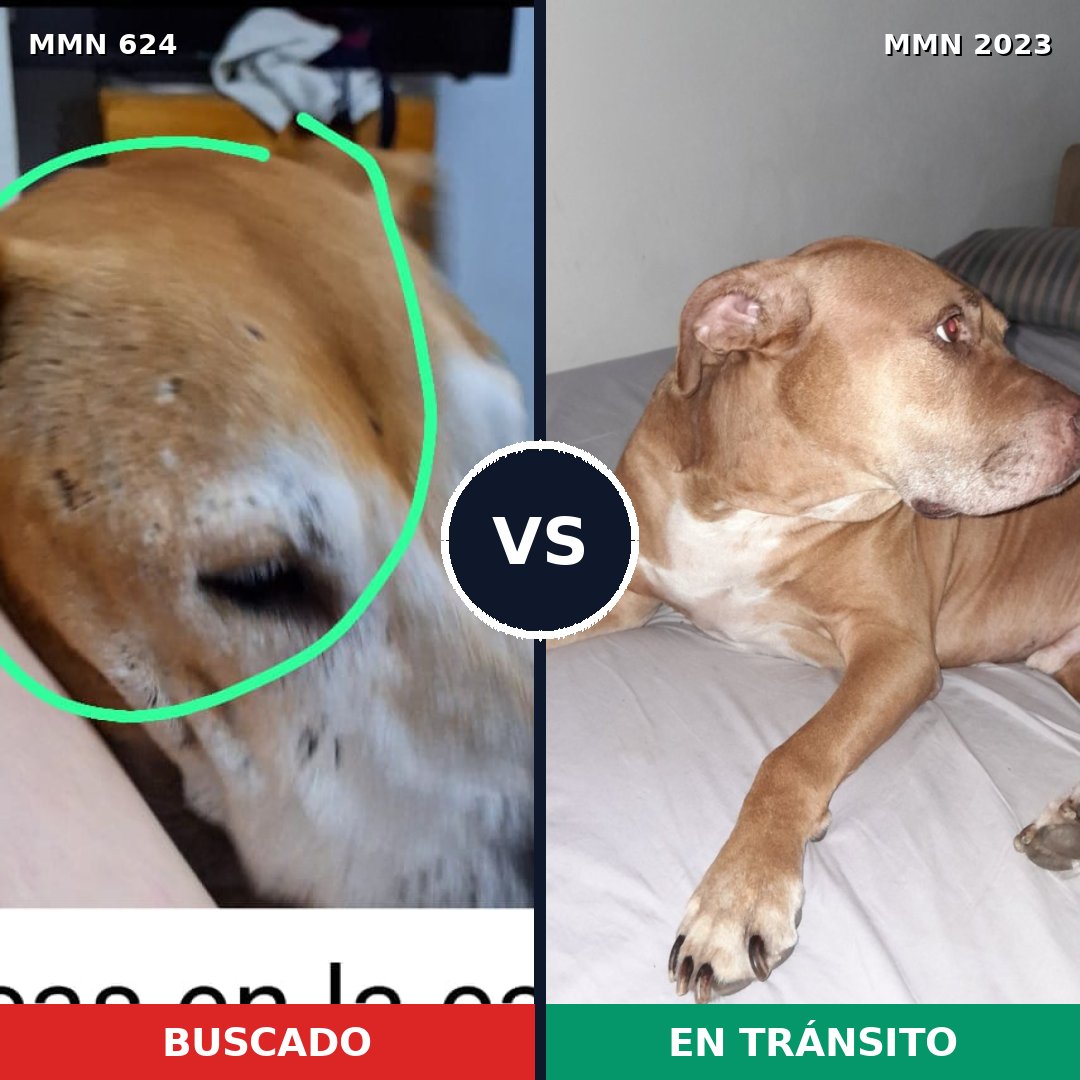Comparativa MMS 51189: mascota perdida y mascota encontrada, 76% de similitud