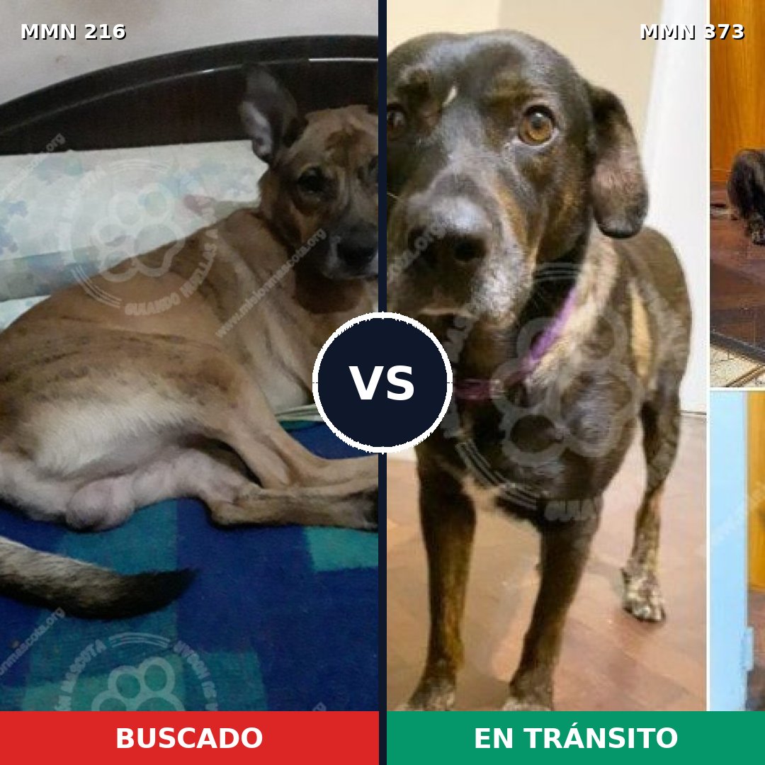 Comparativa MMS 5119: mascota perdida y mascota encontrada, 50% de similitud