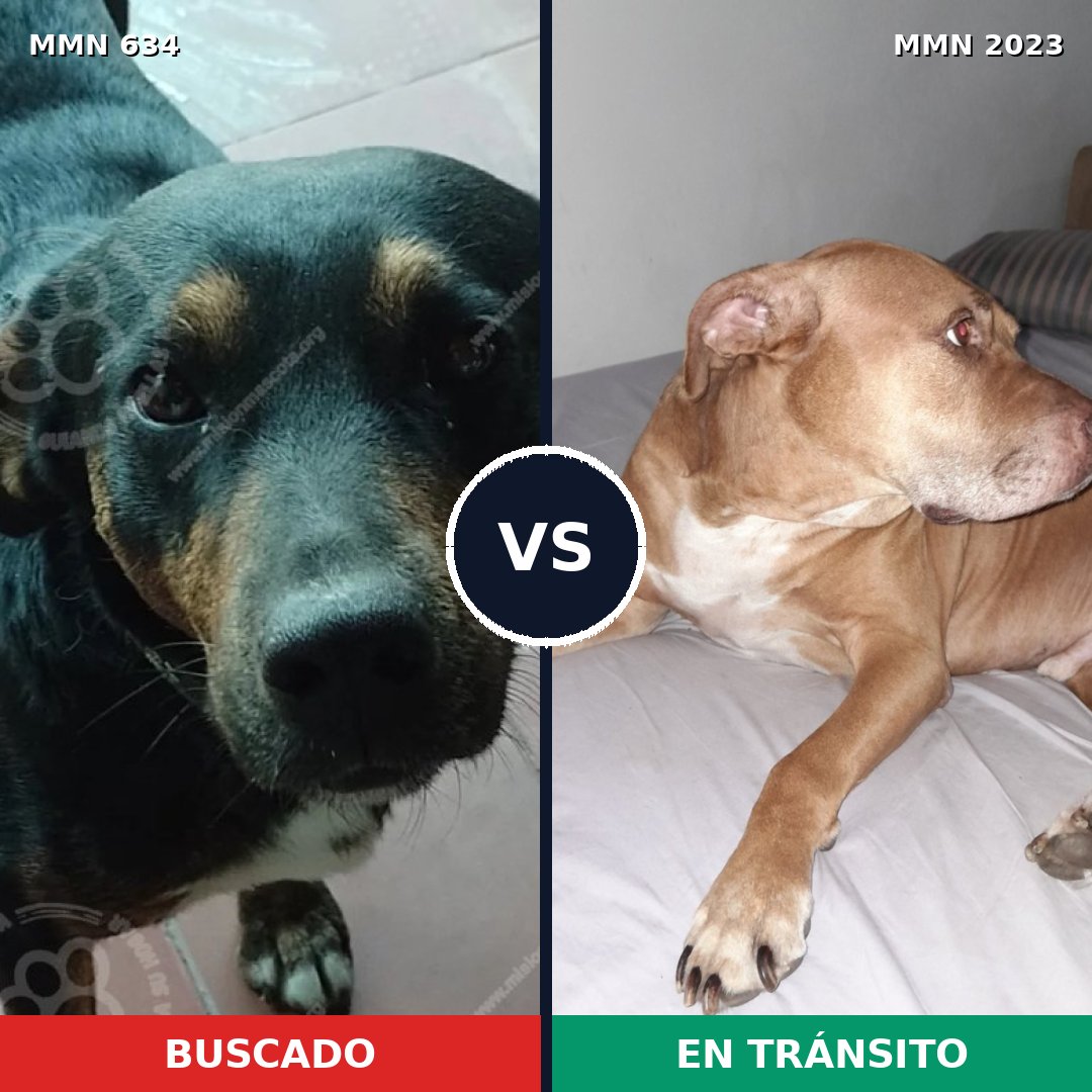 Comparativa MMS 51190: mascota perdida y mascota encontrada, 34% de similitud