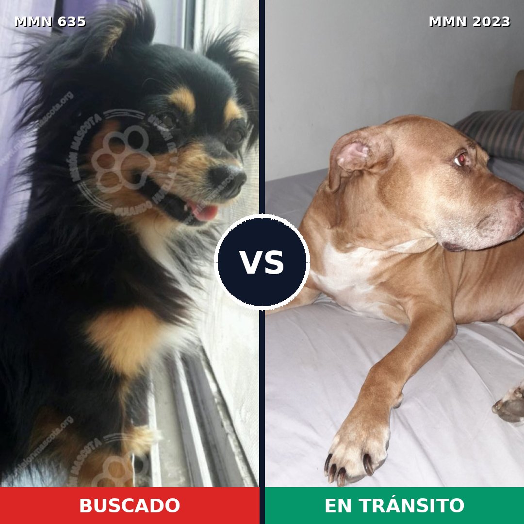 Comparativa MMS 51191: mascota perdida y mascota encontrada, 26% de similitud