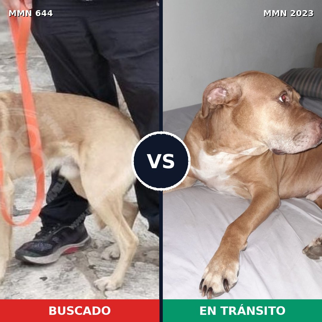 Comparativa MMS 51193: mascota perdida y mascota encontrada, 48% de similitud