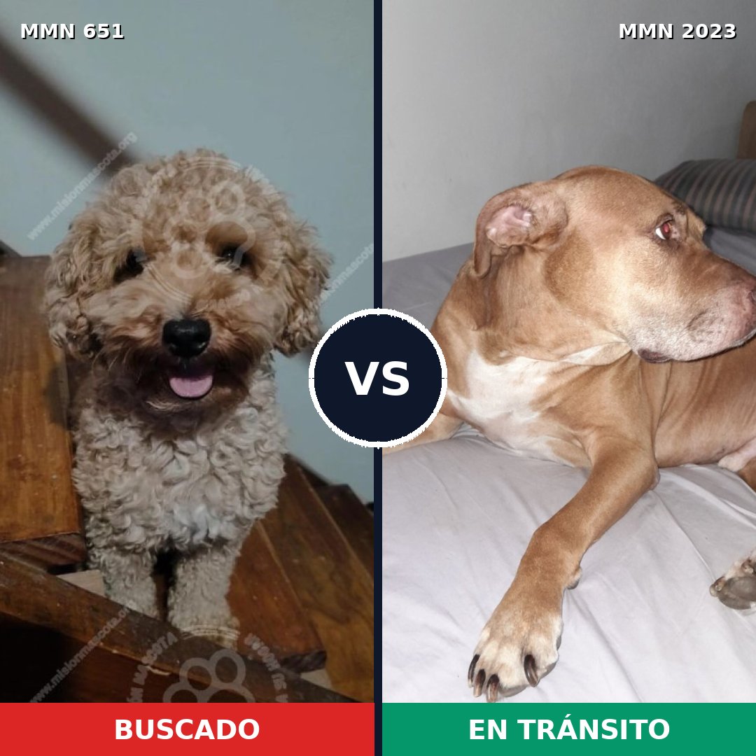 Comparativa MMS 51194: mascota perdida y mascota encontrada, 32% de similitud