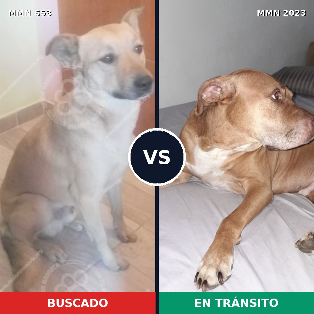 Comparativa MMS 51195: mascota perdida y mascota encontrada, 44% de similitud