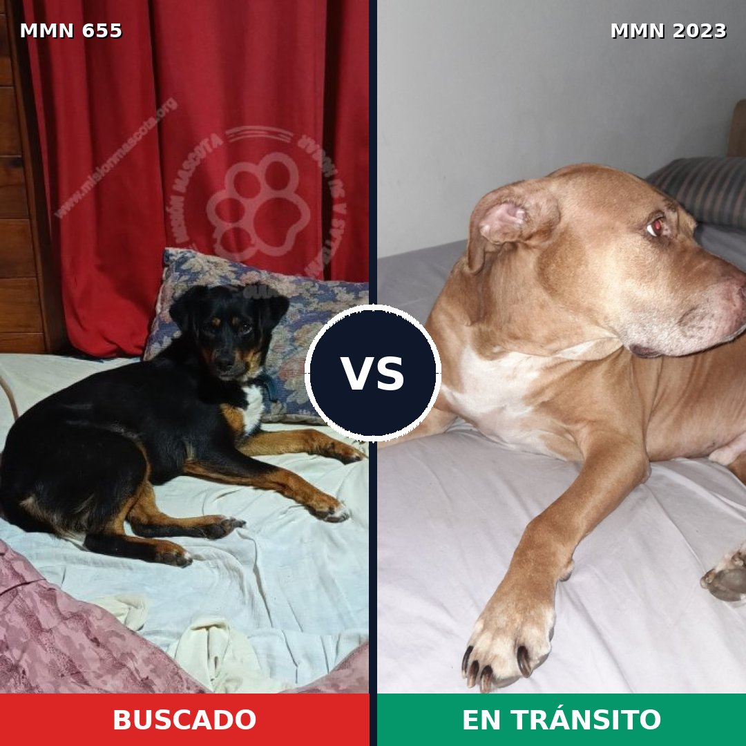 Comparativa MMS 51196: mascota perdida y mascota encontrada, 44% de similitud