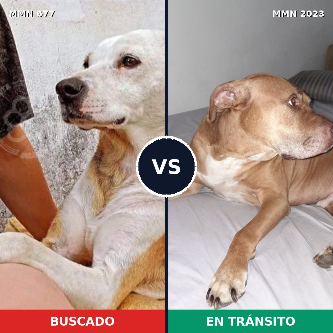 Comparativa MMS 51198: mascota perdida y mascota encontrada, 37% de similitud
