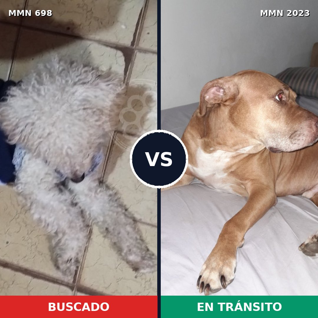 Comparativa MMS 51199: mascota perdida y mascota encontrada, 32% de similitud