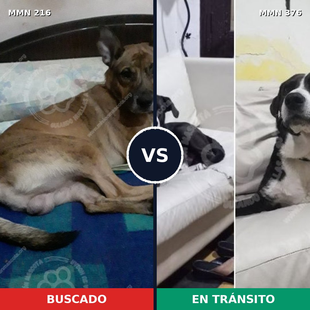 Comparativa MMS 5120: mascota perdida y mascota encontrada, 48% de similitud