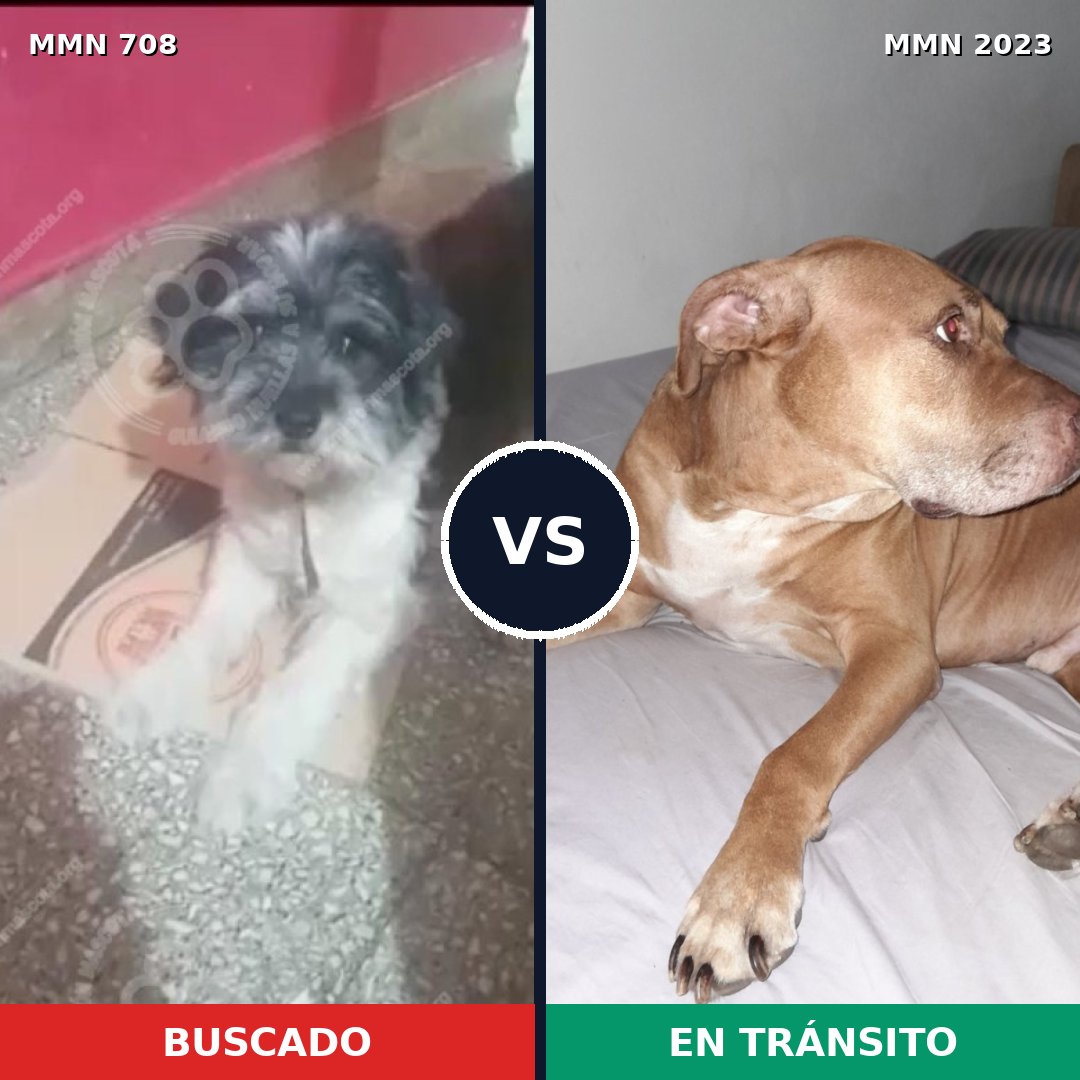 Comparativa MMS 51200: mascota perdida y mascota encontrada, 34% de similitud