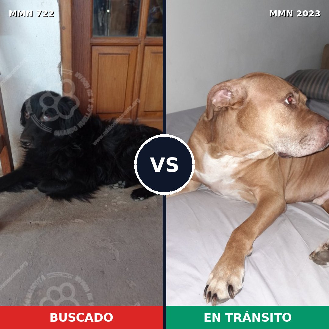 Comparativa MMS 51202: mascota perdida y mascota encontrada, 32% de similitud