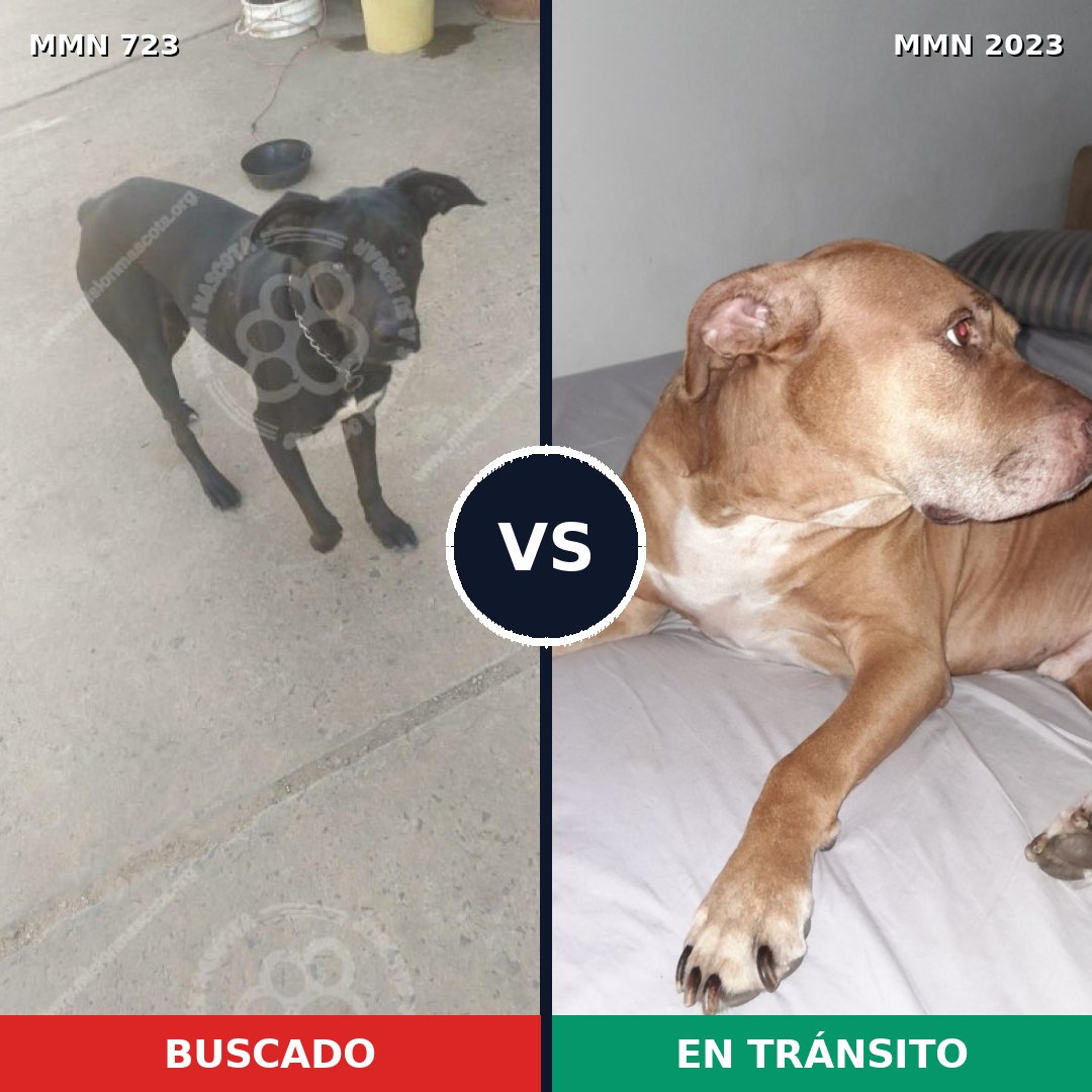 Comparativa MMS 51203: mascota perdida y mascota encontrada, 44% de similitud