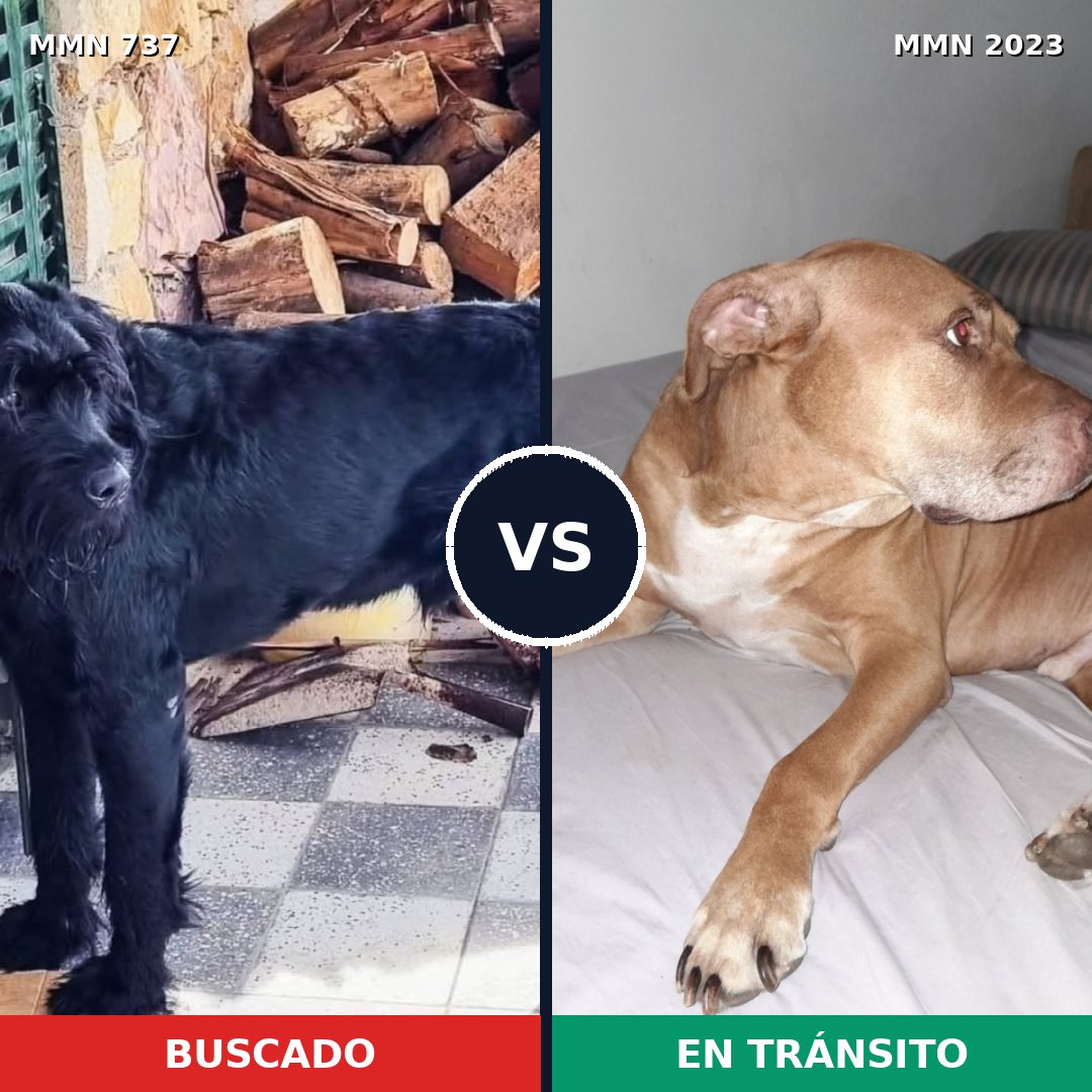 Comparativa MMS 51204: mascota perdida y mascota encontrada, 29% de similitud