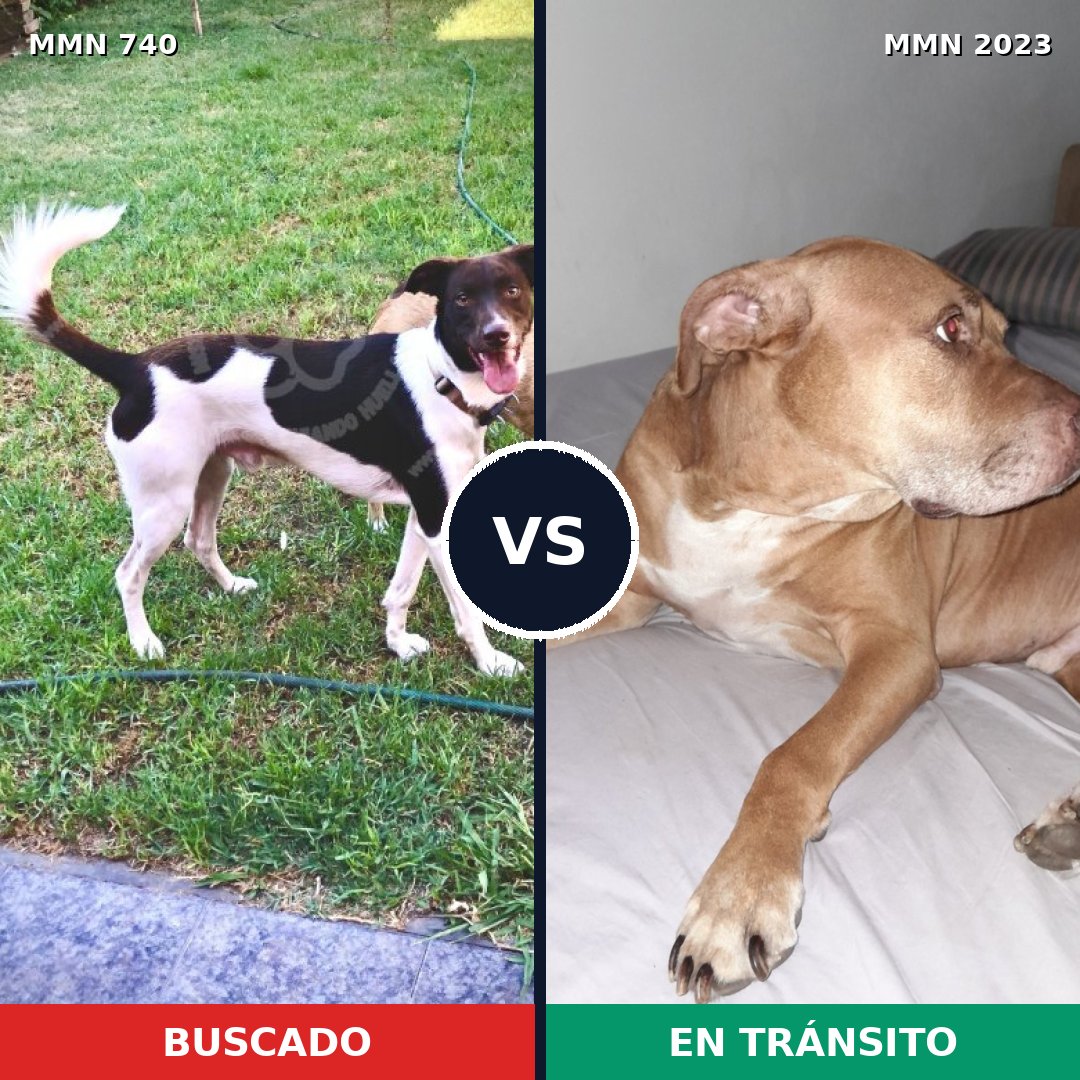 Comparativa MMS 51205: mascota perdida y mascota encontrada, 35% de similitud