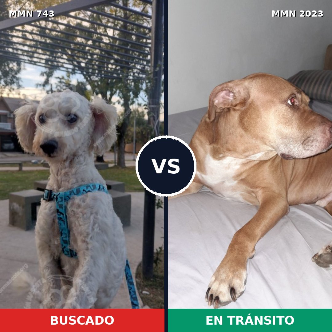 Comparativa MMS 51206: mascota perdida y mascota encontrada, 42% de similitud