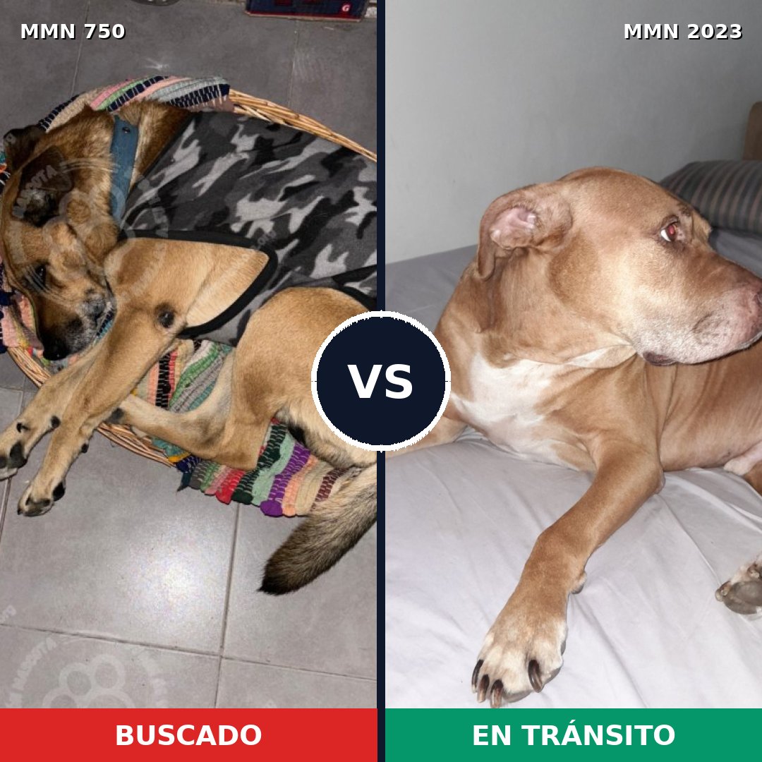 Comparativa MMS 51207: mascota perdida y mascota encontrada, 33% de similitud