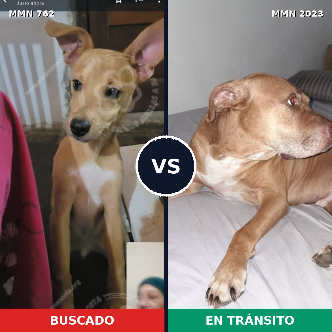 Comparativa MMS 51208: mascota perdida y mascota encontrada, 51% de similitud