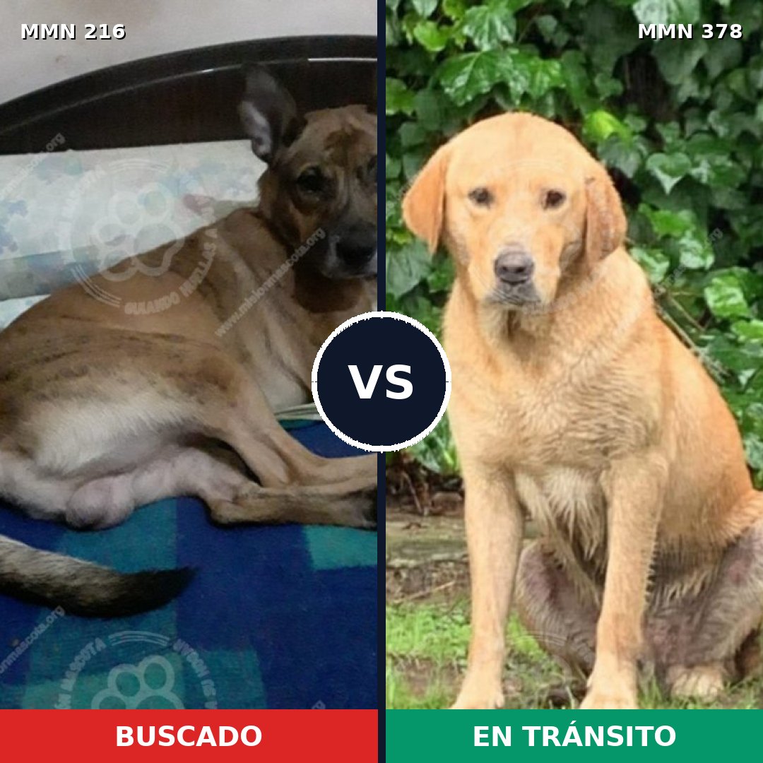 Comparativa MMS 5121: mascota perdida y mascota encontrada, 25% de similitud