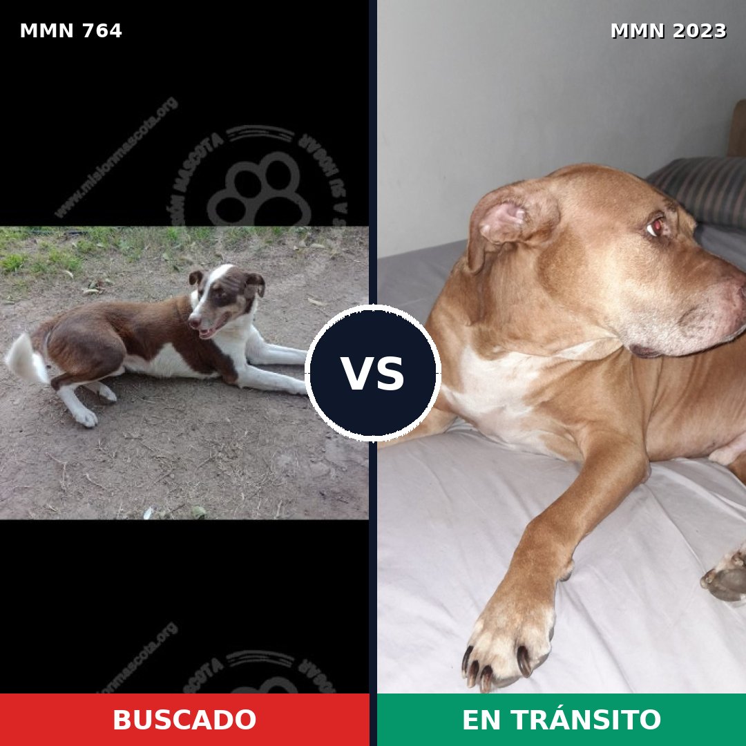 Comparativa MMS 51210: mascota perdida y mascota encontrada, 54% de similitud