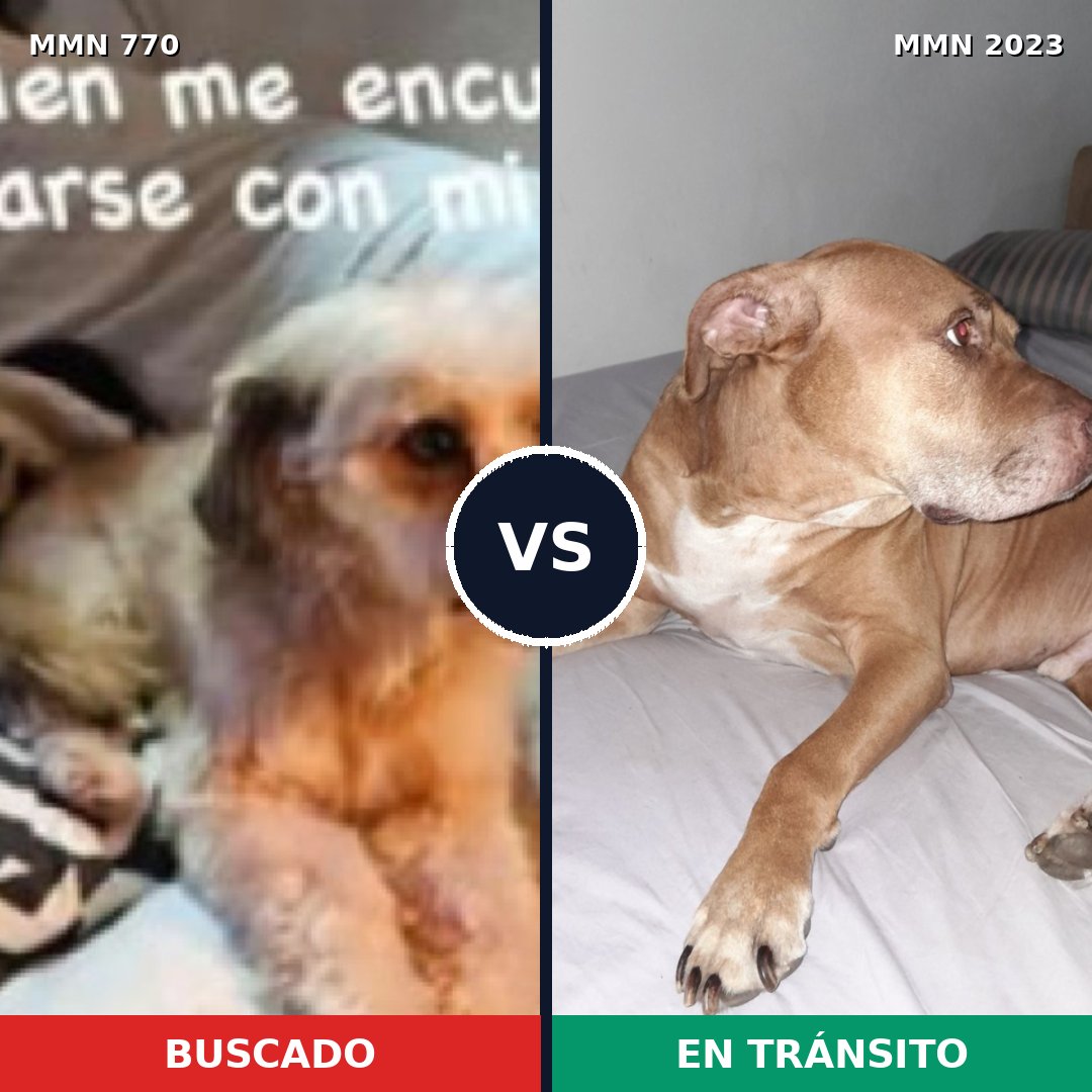 Comparativa MMS 51211: mascota perdida y mascota encontrada, 34% de similitud