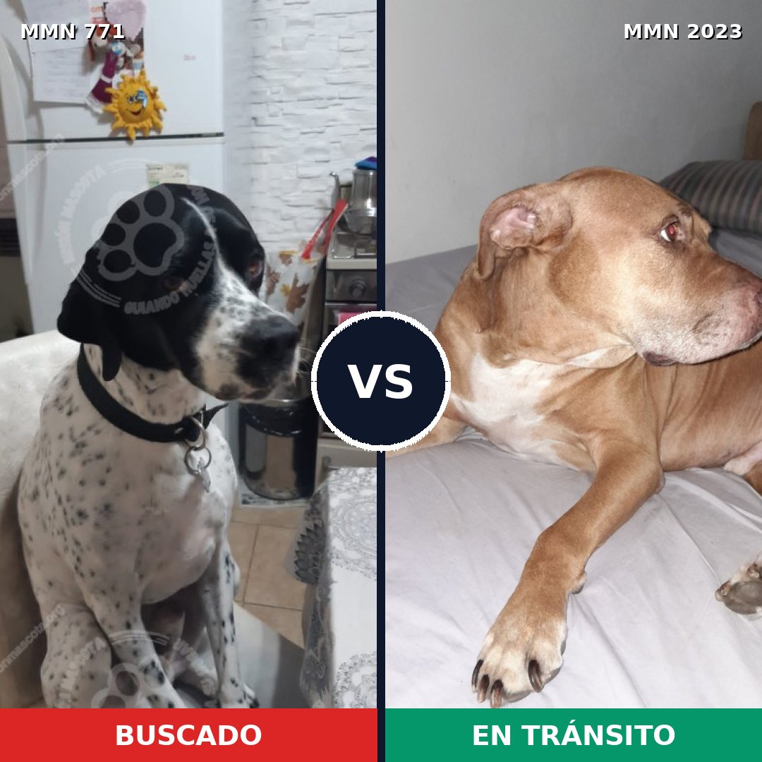 Comparativa MMS 51212: mascota perdida y mascota encontrada, 55% de similitud