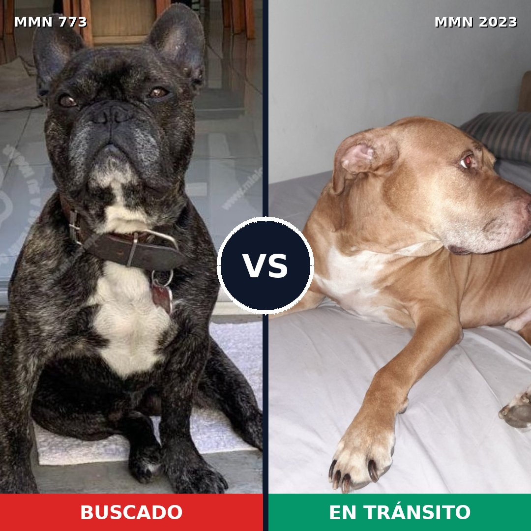 Comparativa MMS 51213: mascota perdida y mascota encontrada, 34% de similitud