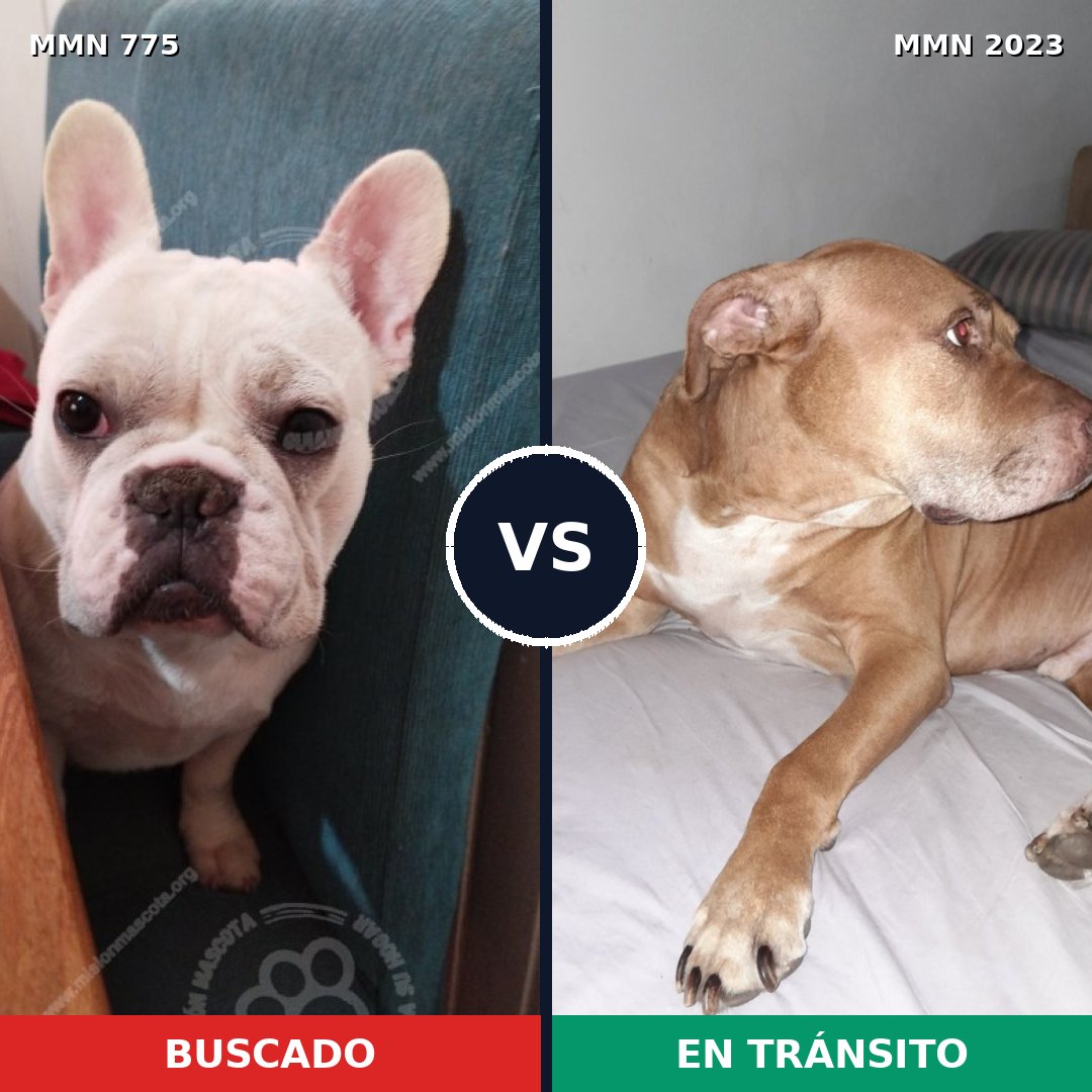 Comparativa MMS 51214: mascota perdida y mascota encontrada, 34% de similitud