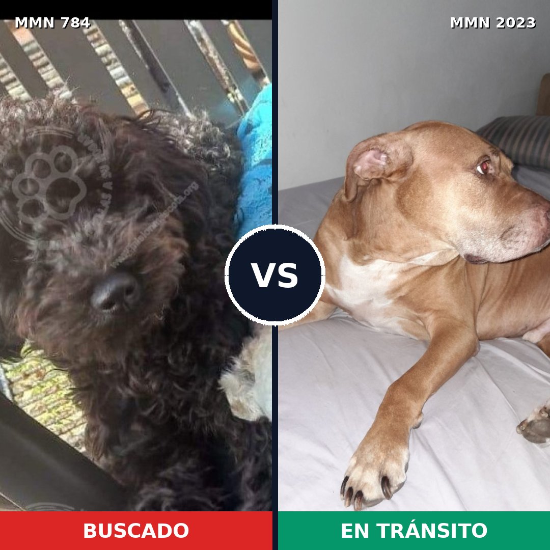 Comparativa MMS 51215: mascota perdida y mascota encontrada, 28% de similitud